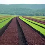 agriculture2-657c9b8522433