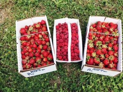 Produce-Packaging-Strawberries