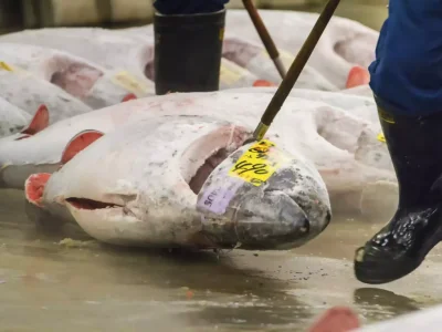 Warehouse/ Cold Storage Packaging